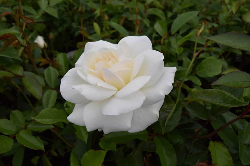 Rosa Iceberg 40-60 cm